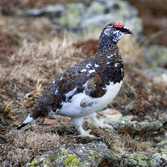 Ptarmigan | BTO - British Trust For Ornithology